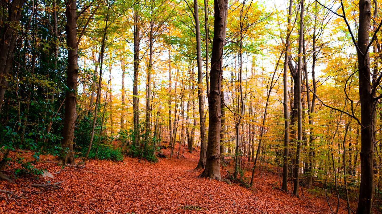 Parque Natural del Montseny. | Dreamstime