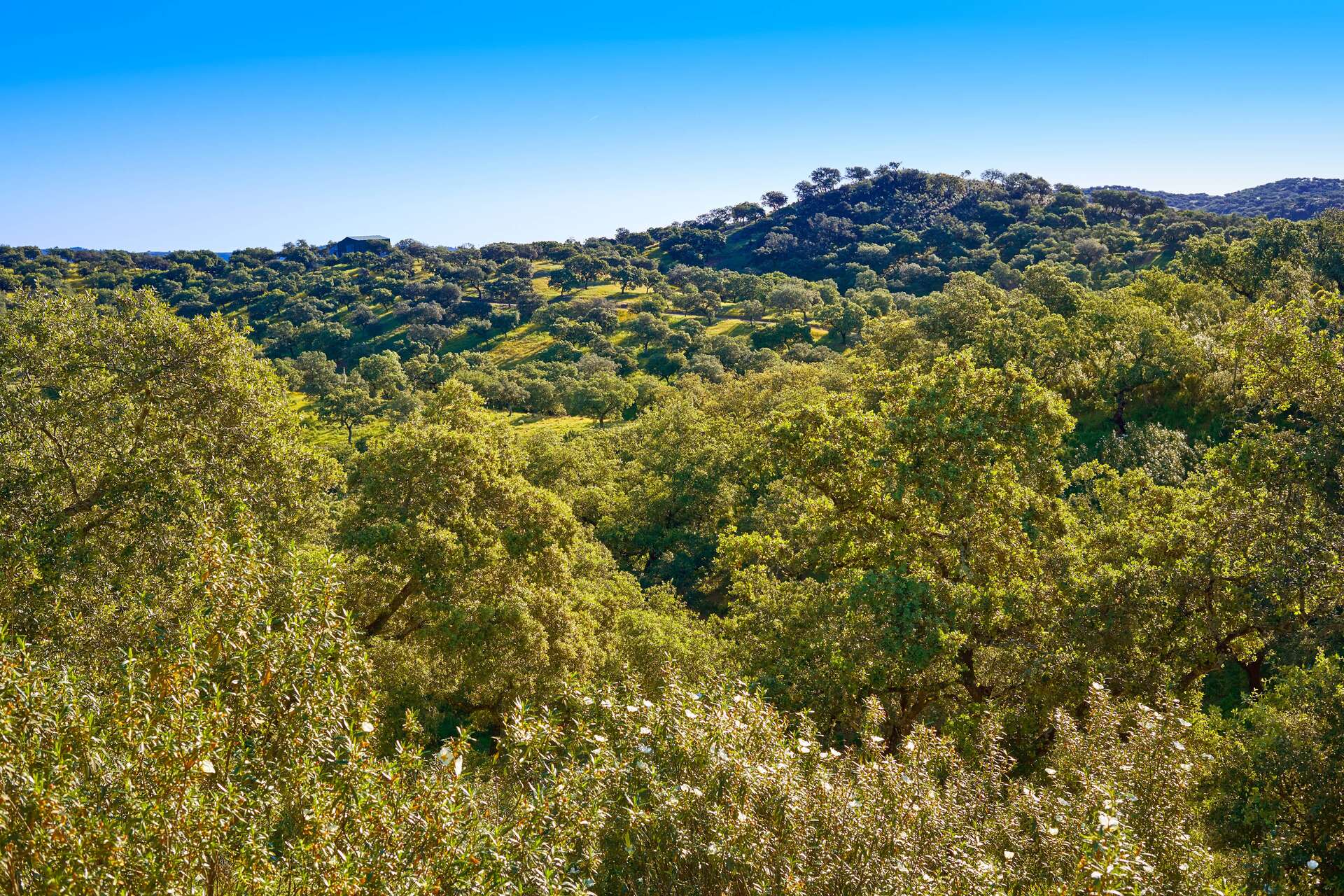 Paisaje de la Sierra Norte de Sevilla