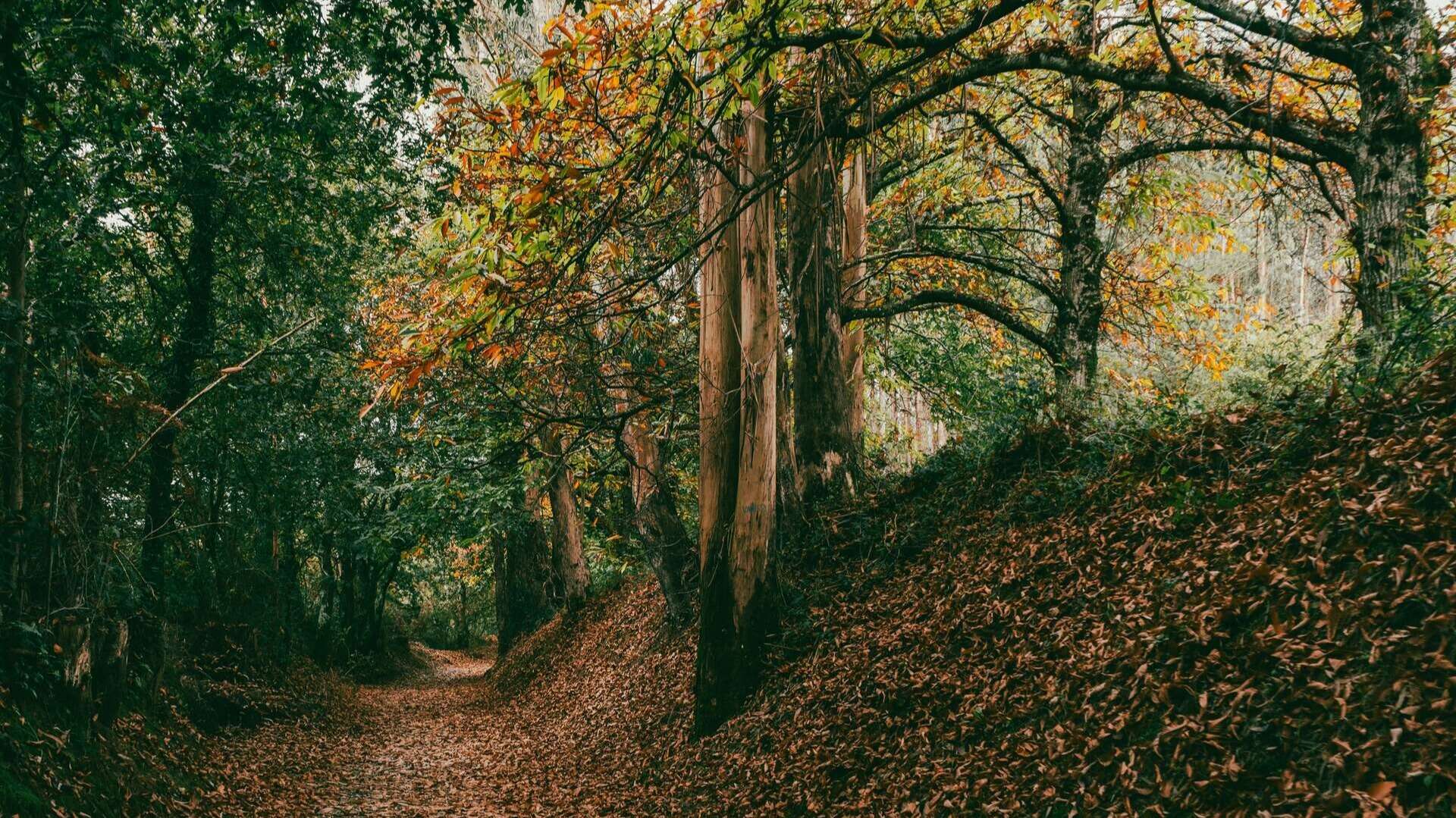 Bosques en el camino entre Arzúa y O Pedrouzo. | Shutterstock