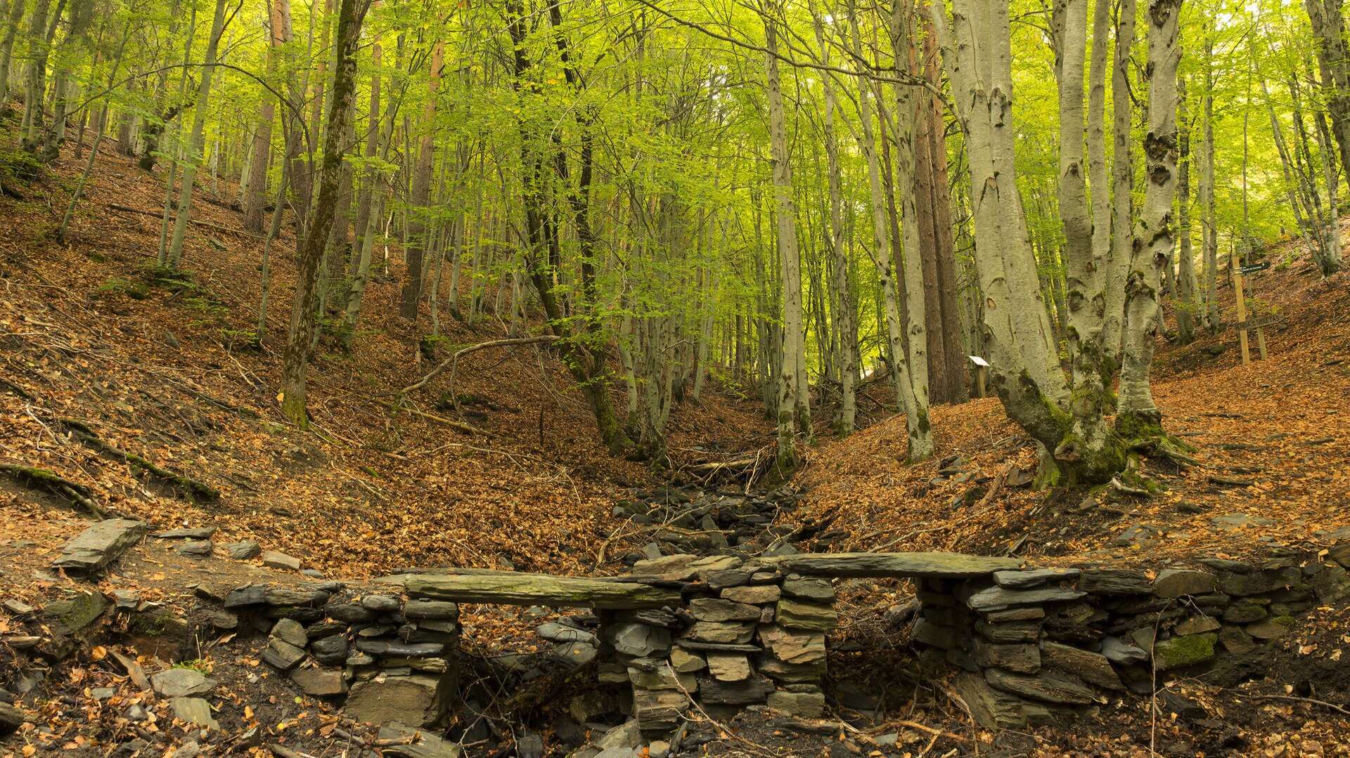 Hayedo de Tejera Negra. | Dreamstime