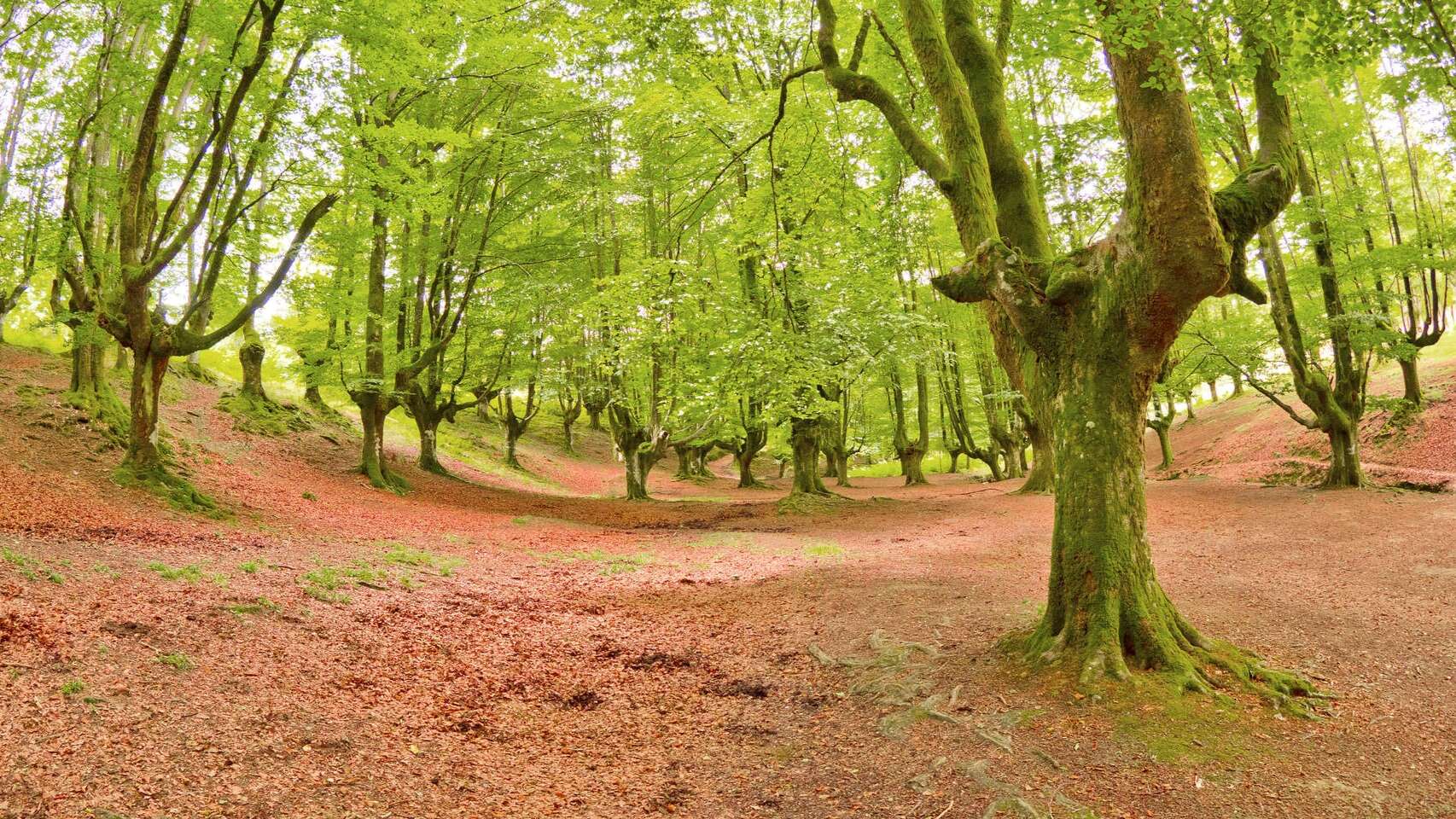 Hayedo de Otzarreta Dreamstime