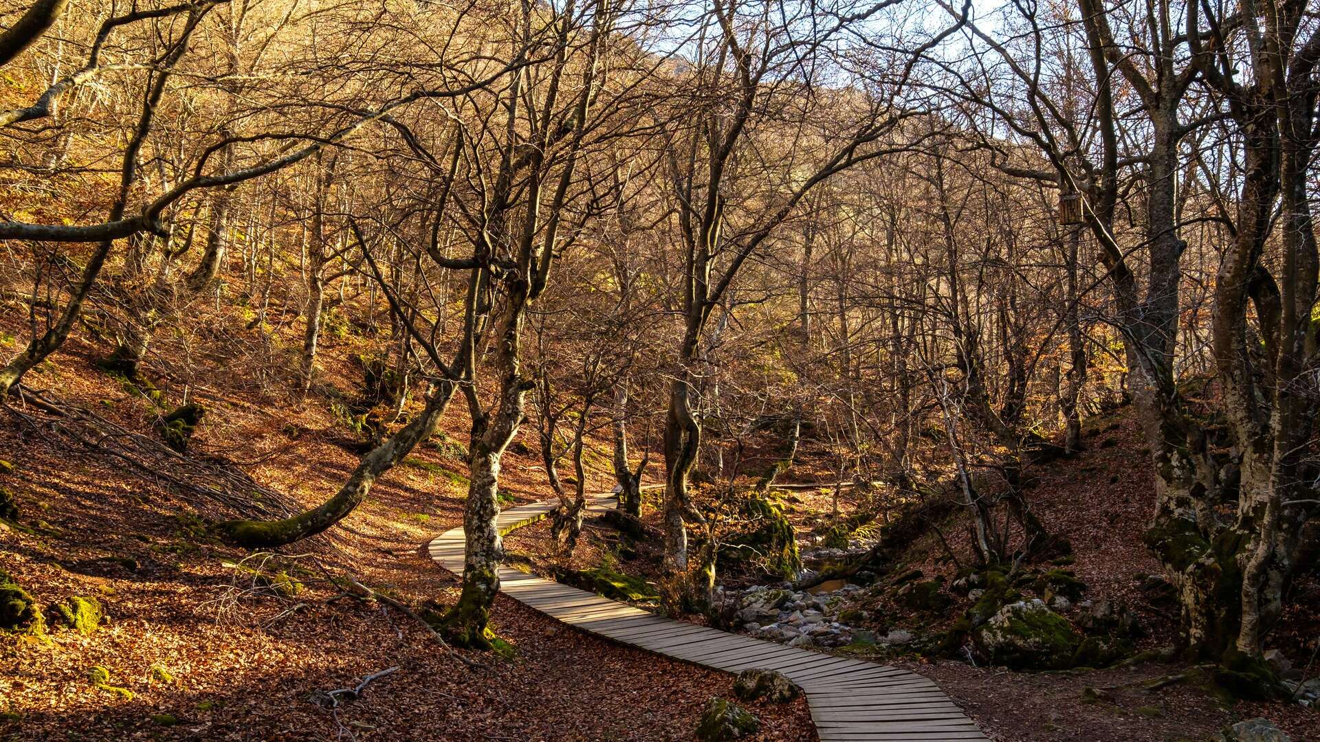Faedo de Ciñera Dreamstime