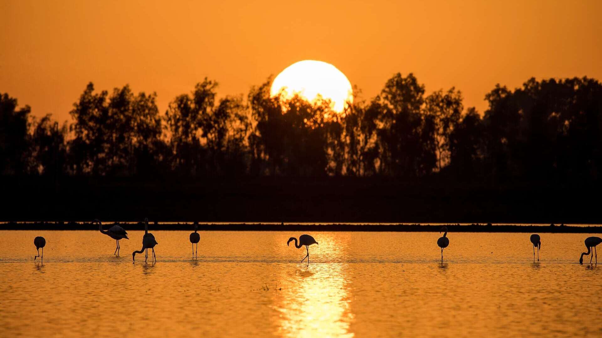 doñana shutterstock_2400001901