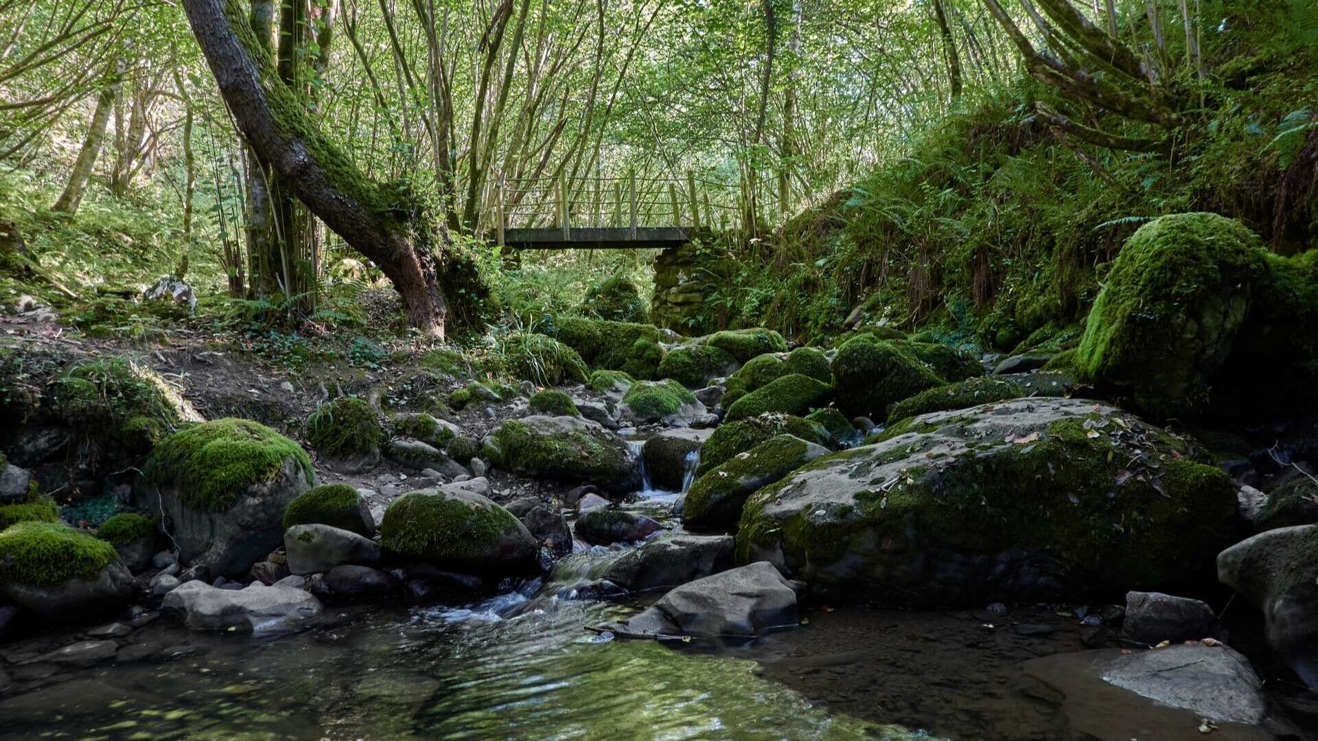 Parque Natural Ponga en Asturias. | Shutterstock
