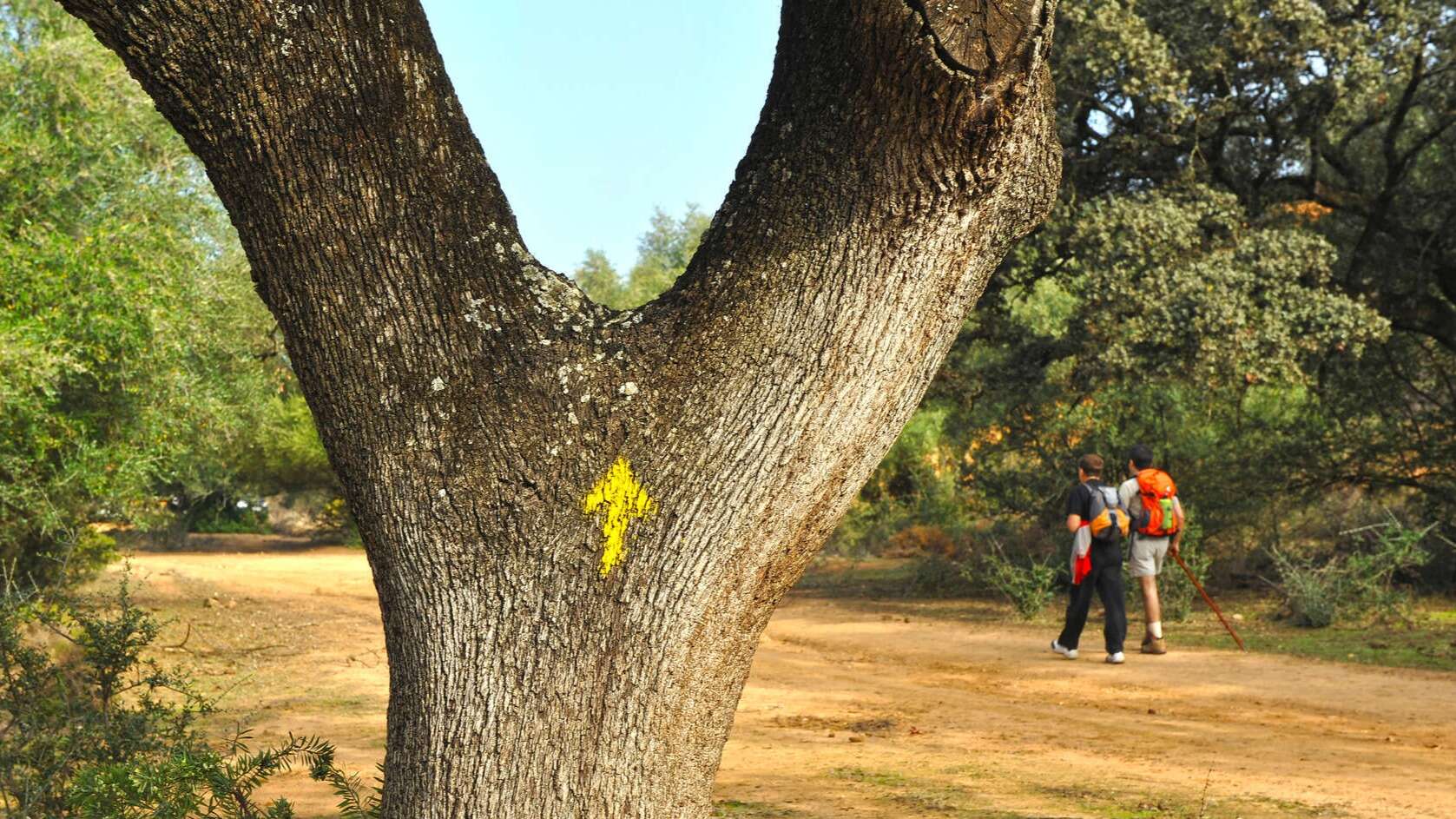 Flecha amarilla del Camino de Santiago. | Shutterstock