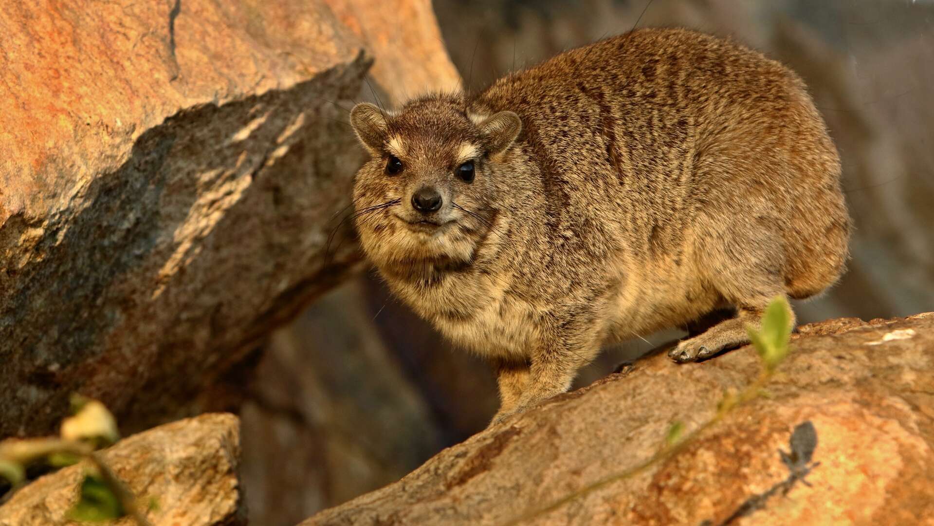 Damán roquero. | Dreamstime