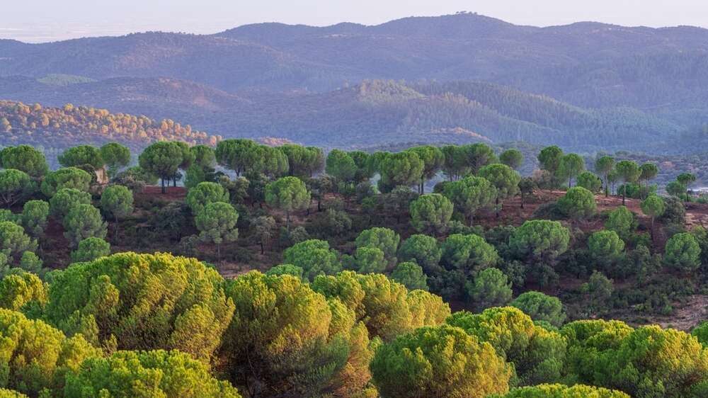 Bosques de pinos de Sierra Morena. | Shutterstock