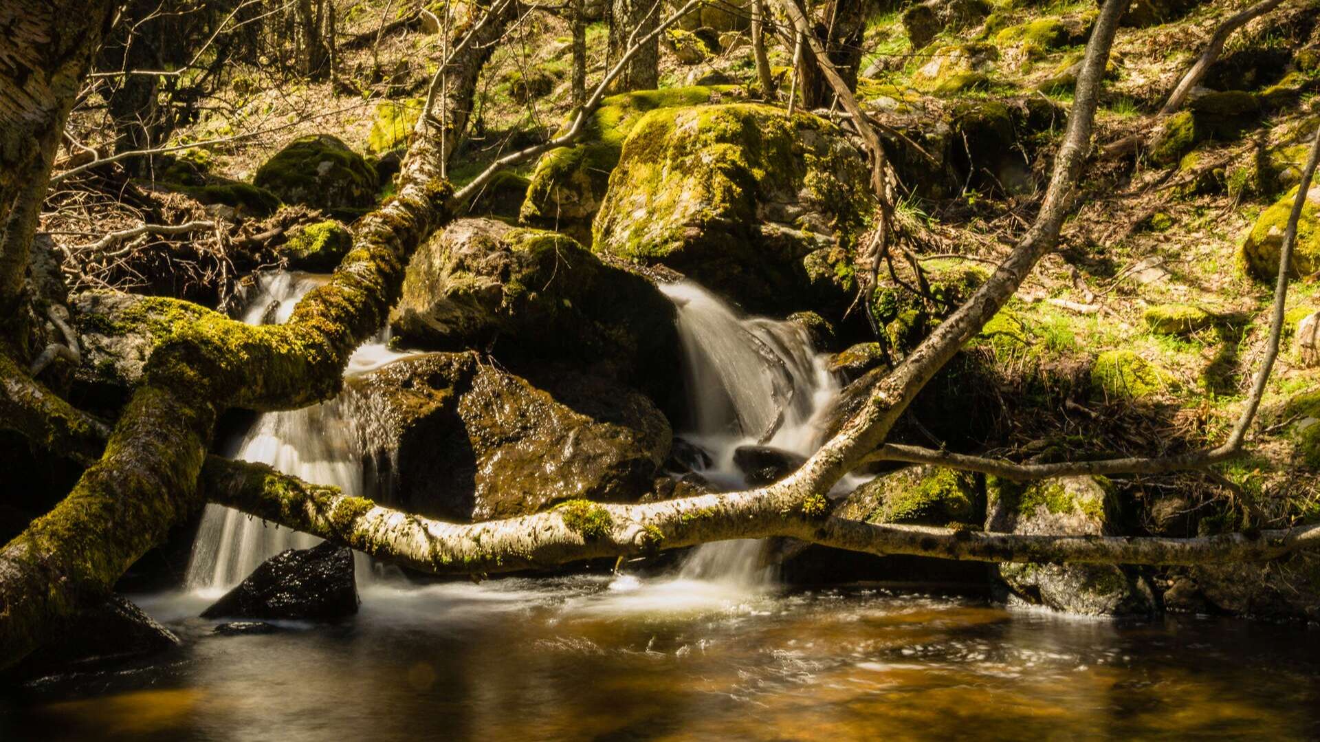 Ruta por el bosque de abedules de Canencia. | Dreamstime