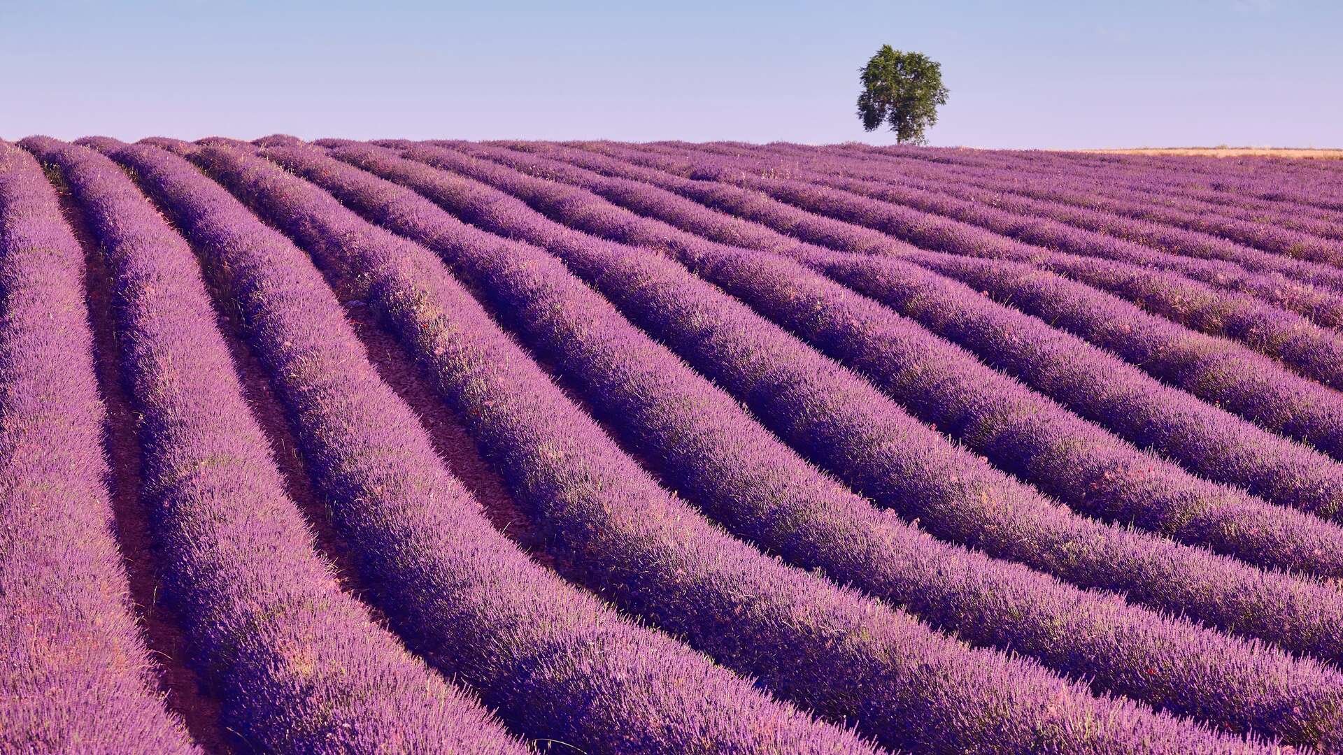 Campo de lavanda de Brihuega. | Shutterstock