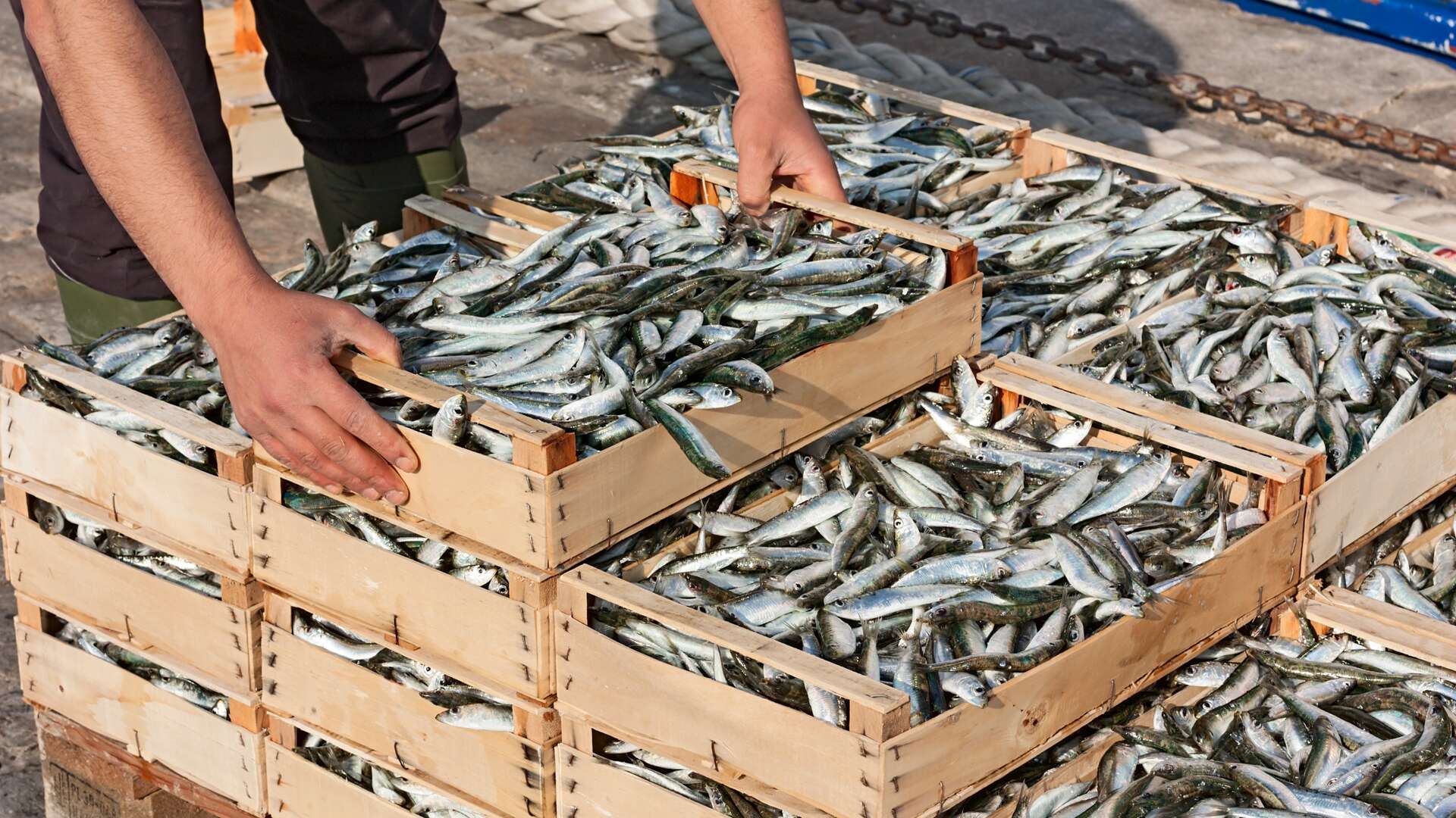 Cajas de sardinas del Mediterráneo. | Dreamstime