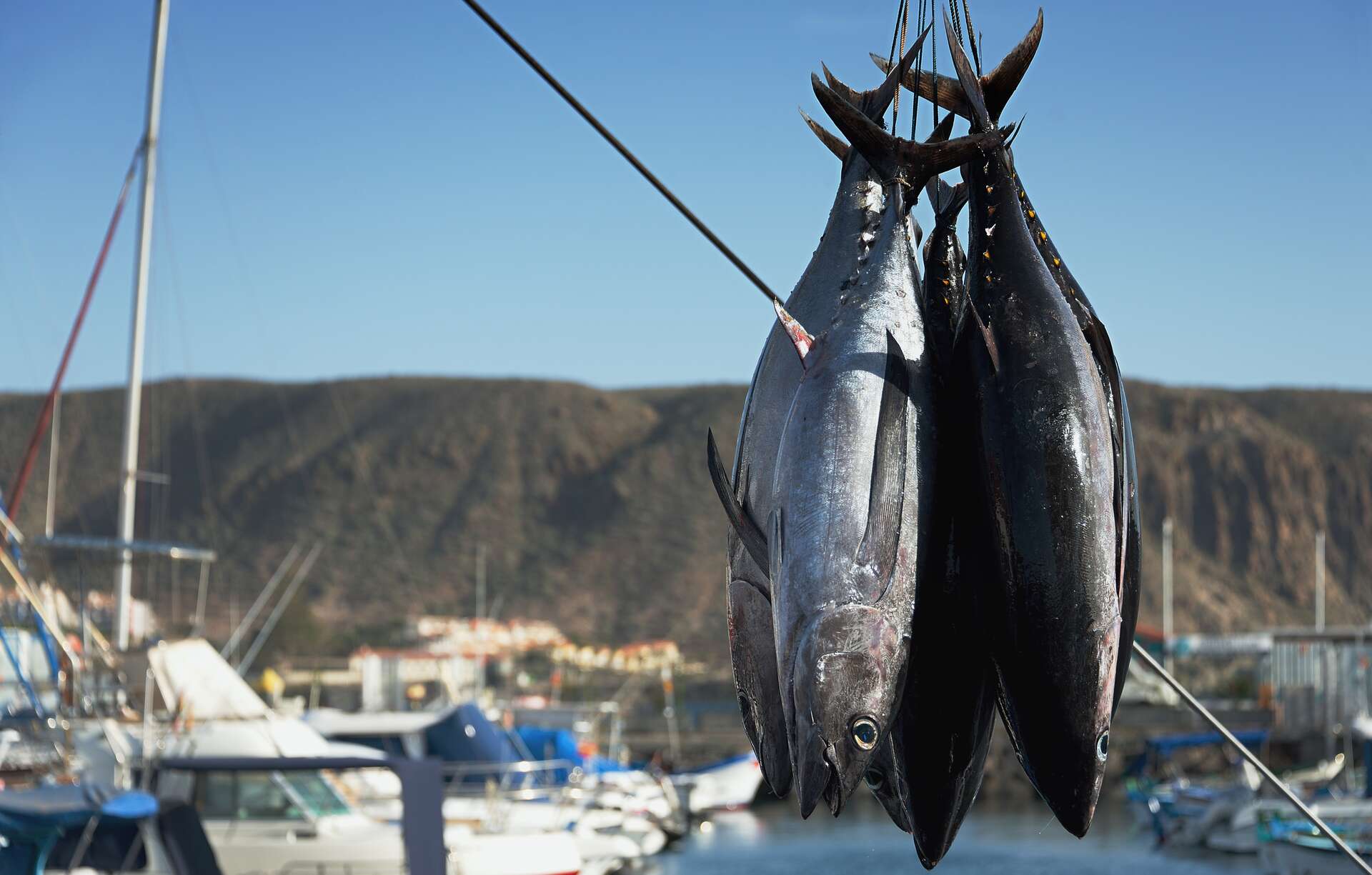 Descarga de atún en un puerto pesquero. | Dreamstime