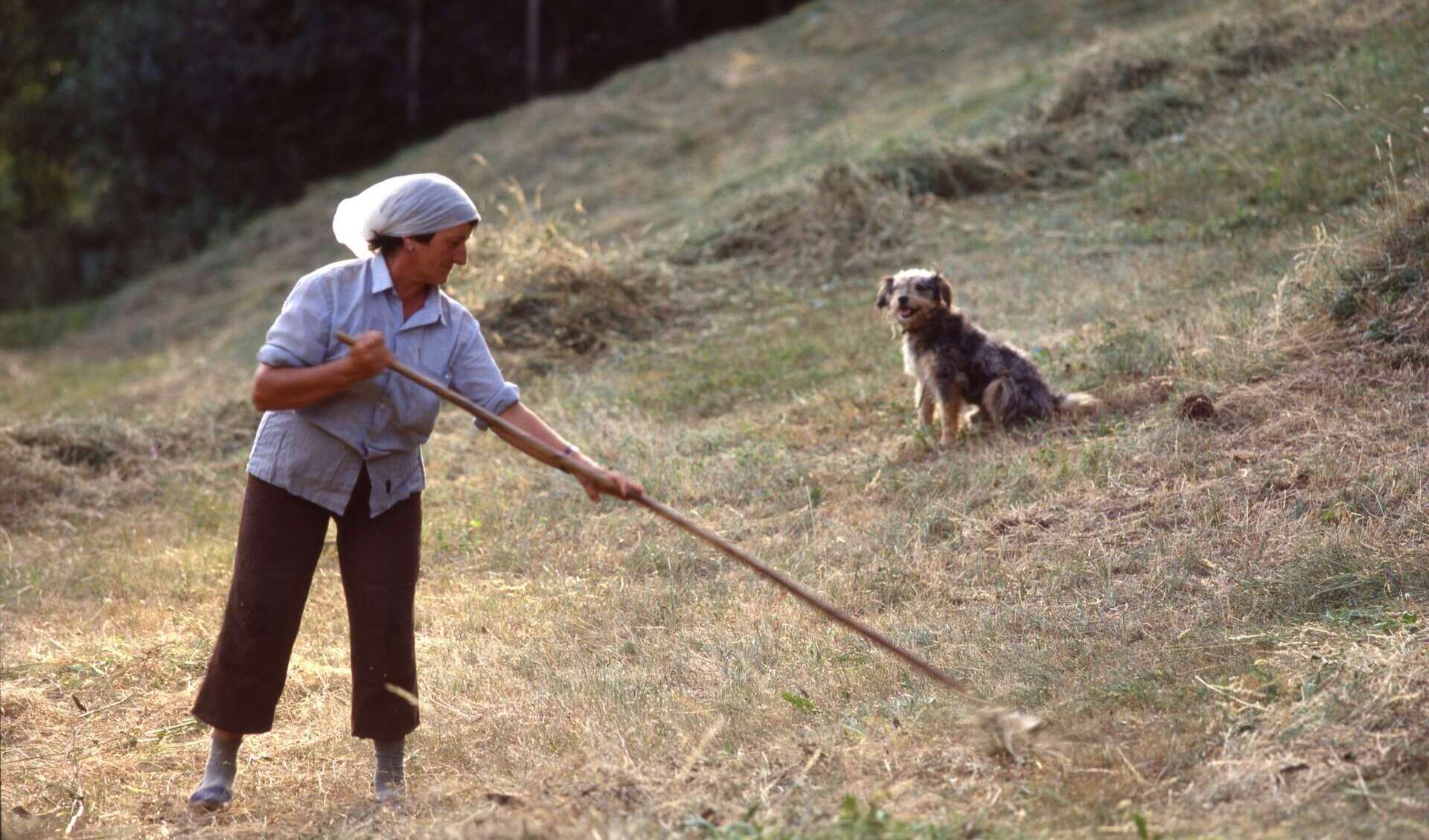 Recogiendo la hierba en el Pirineo. | Eugenio Monesma