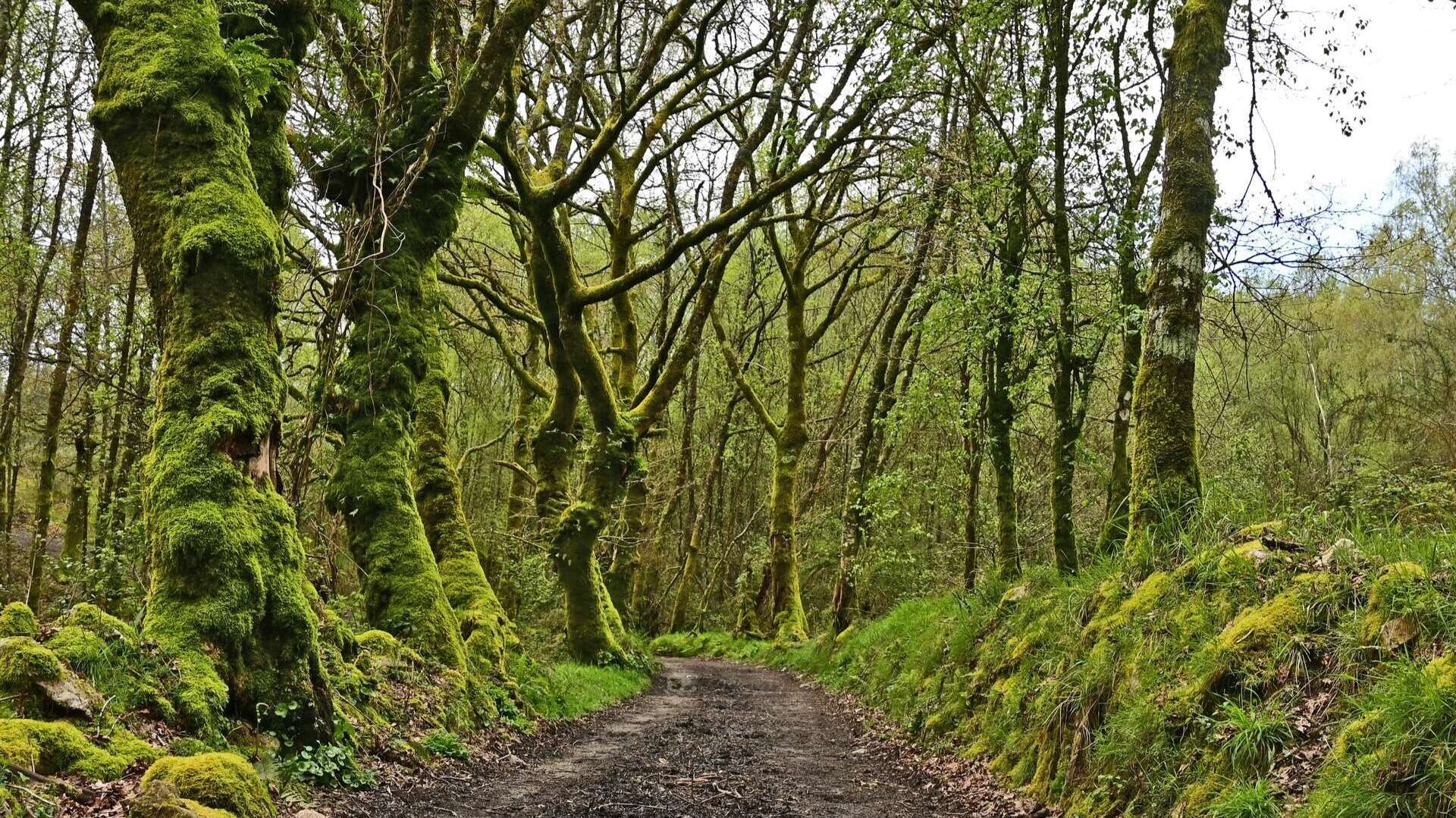 Ruta original del Camino de Santiago entre Melide y Pedrouzo. | Shutterstock