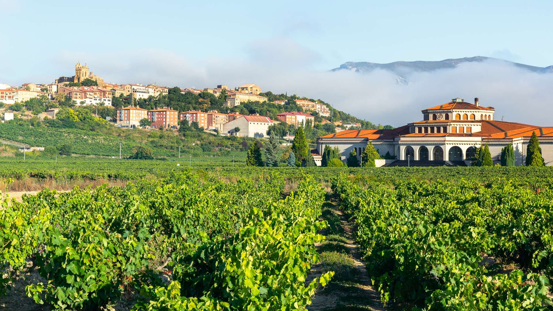 Viñedo en la Rioja Alavesa con la localidad de Laguardia al fondo. | Shutterstock