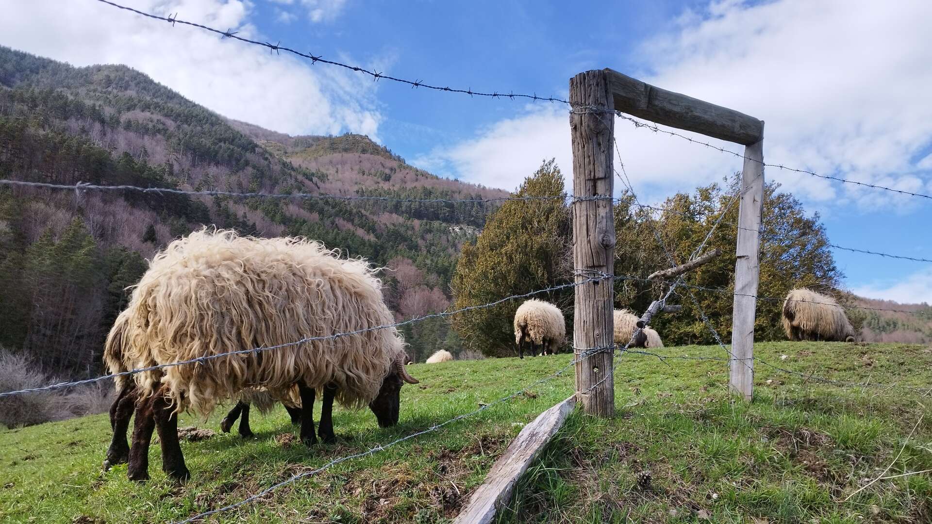 Ovejas Latxa en los Pirineos de Navarra. | Shutterstock