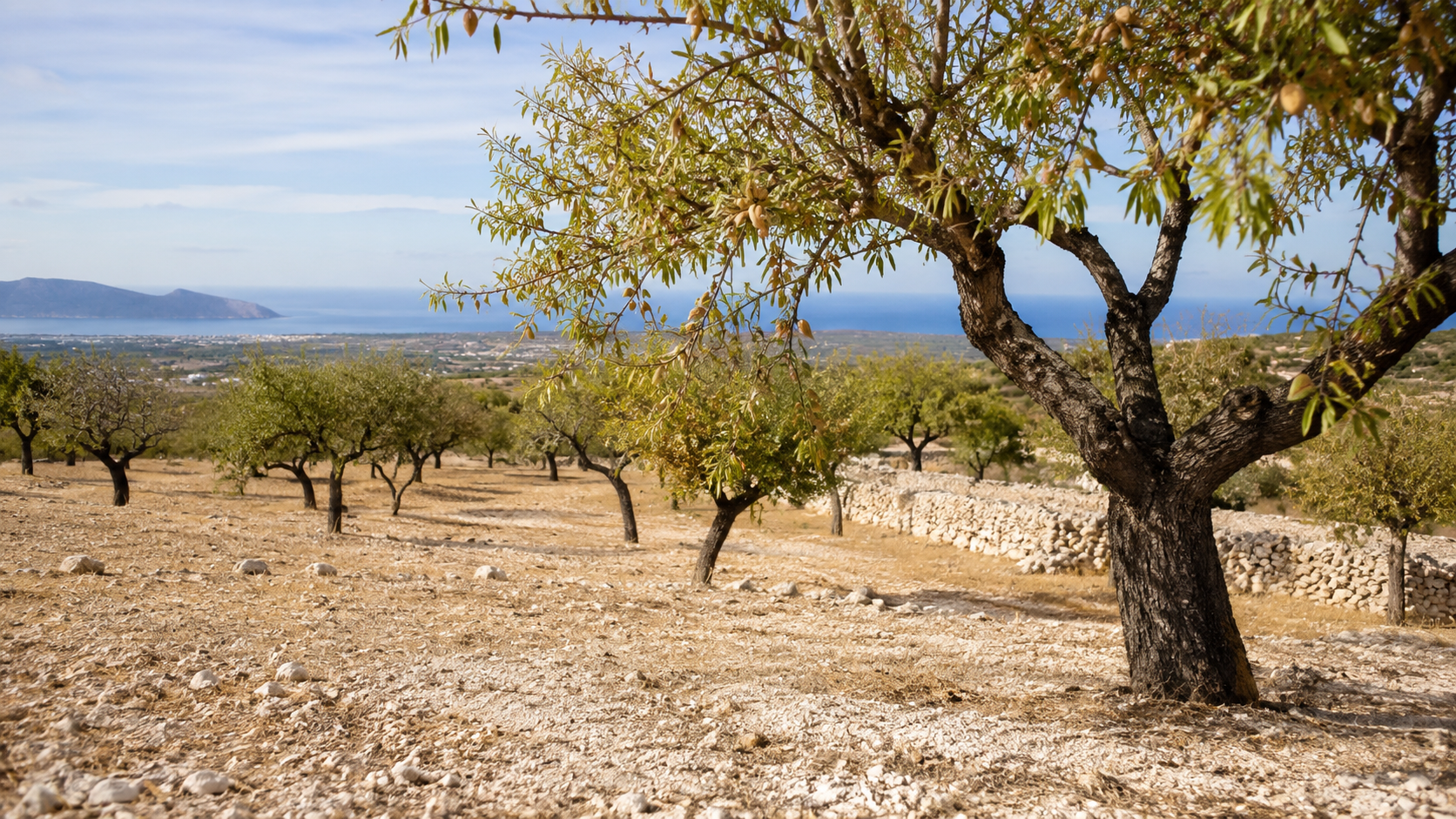 Los terrenos calizos y el clima mediterráneo condicionan el cultivo del almendro en Mallorca.