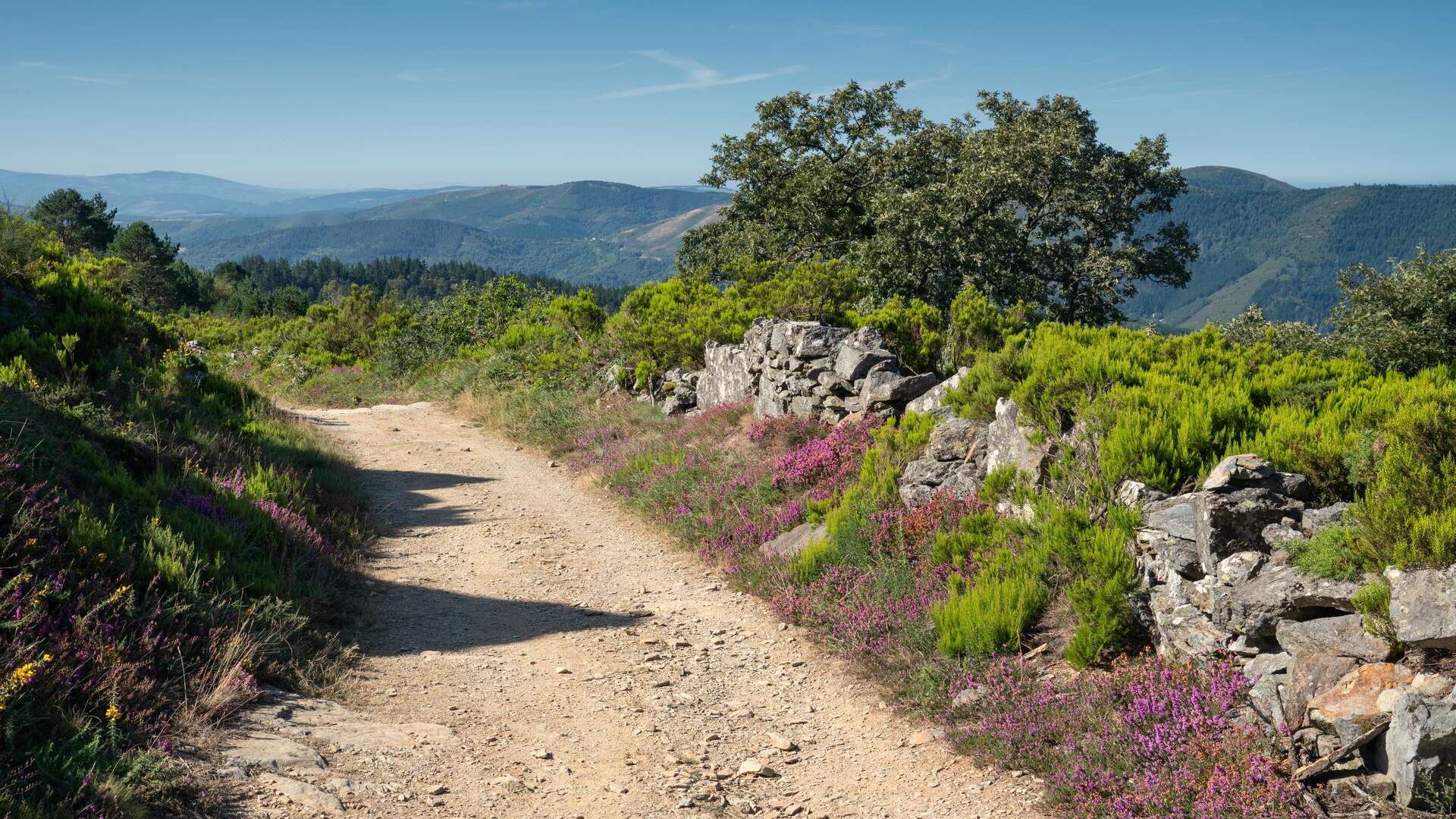 Sendero de montaña entre vegetación y muros de piedra en el entorno del Alto del Acebo, punto de entrada en Galicia del Camino Primitivo.. | Dreamstime