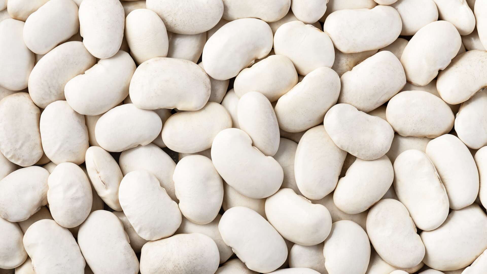 Detalle de los granos blancos y de gran tamaño característicos del Judión de La Granja. | Dreamstime