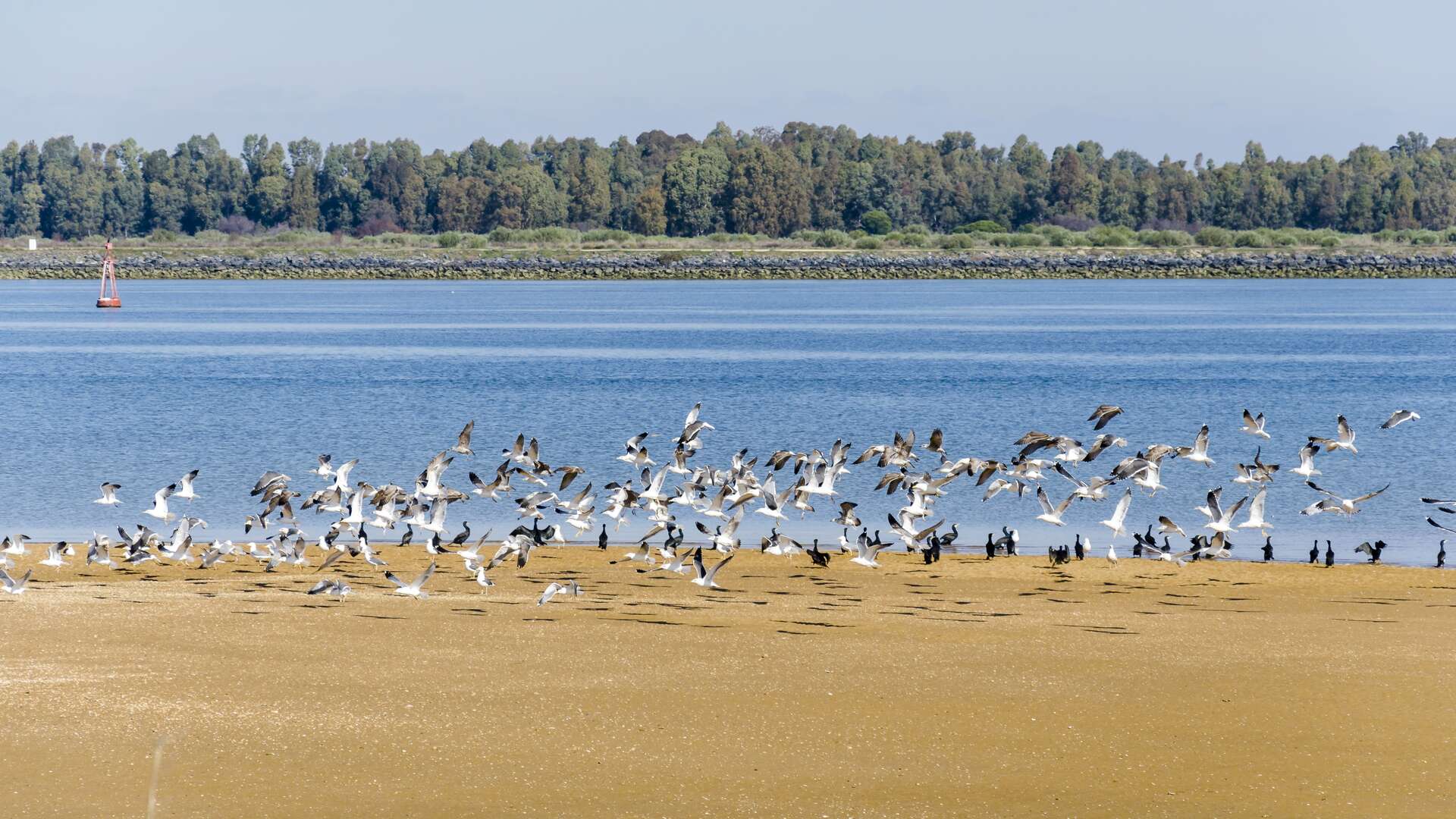 Paraje Natural Marismas del Odiel. | Shutterstock