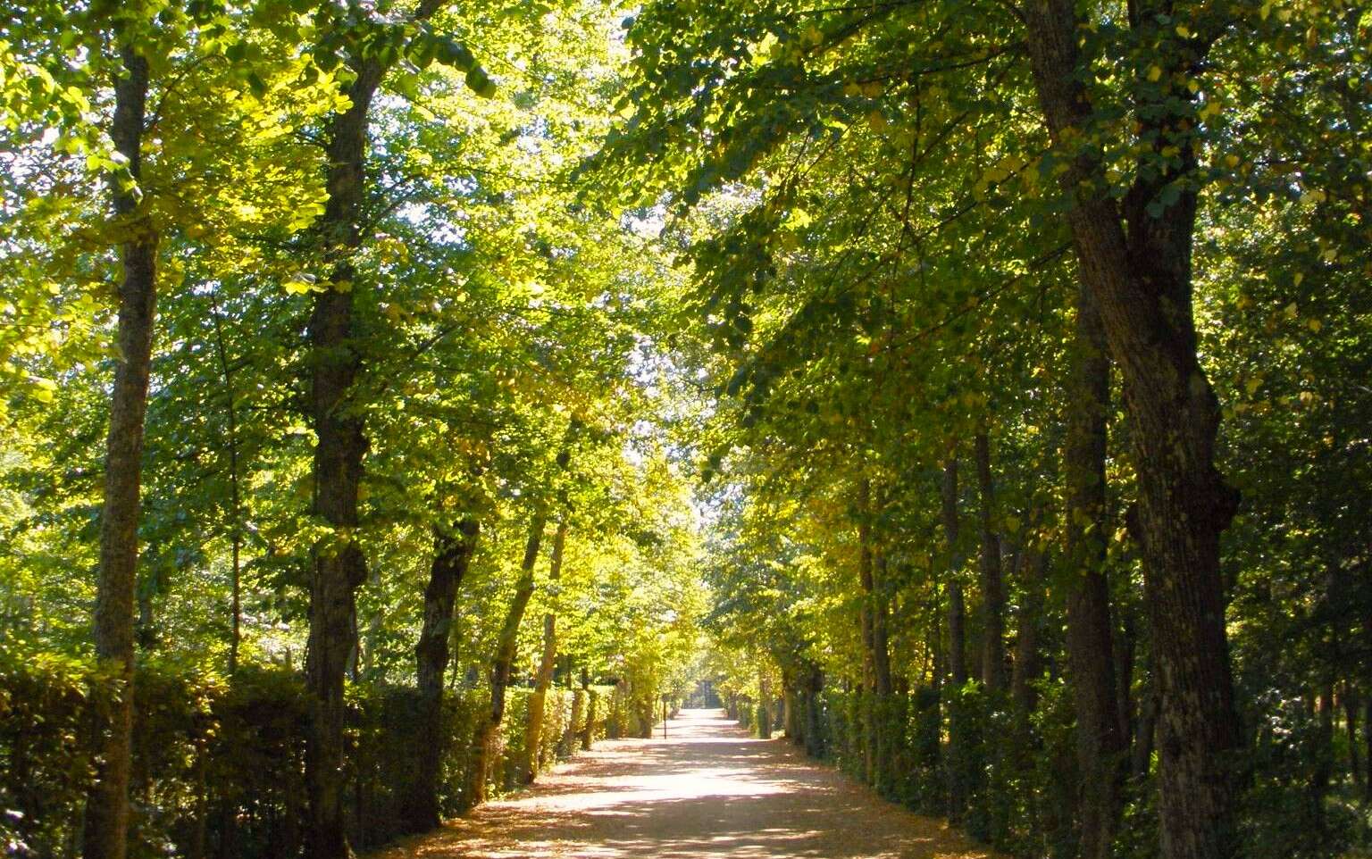 Paseo arbolado en la zona del laberinto de La Granja de San Ildefonso. | Zarateman, Wikimedia