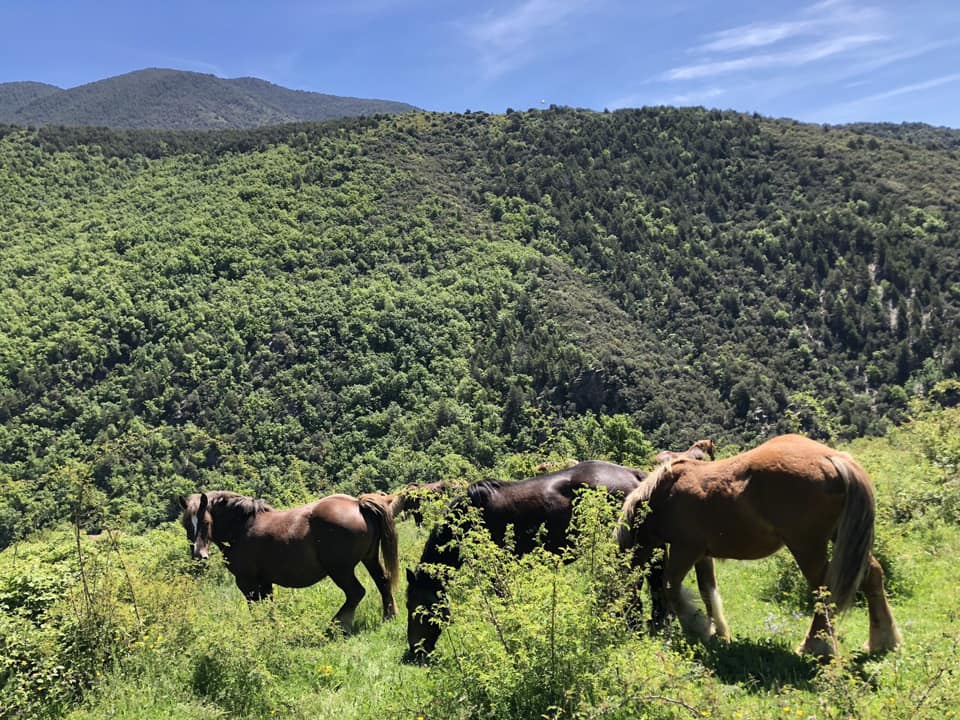 Paisaje y caballos de Solanell | Cooperativa Reviure Solanell