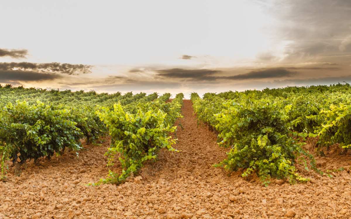 Viñedos de Valdevimbre