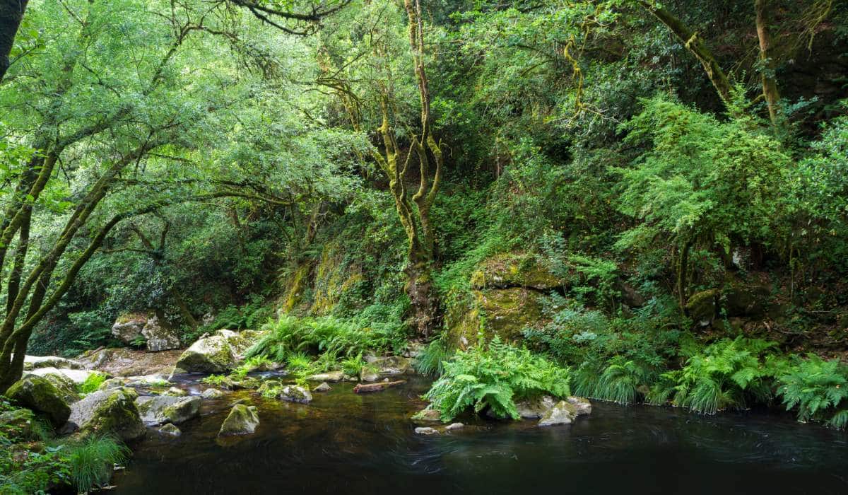 Entorno de las cascadas de Toxa