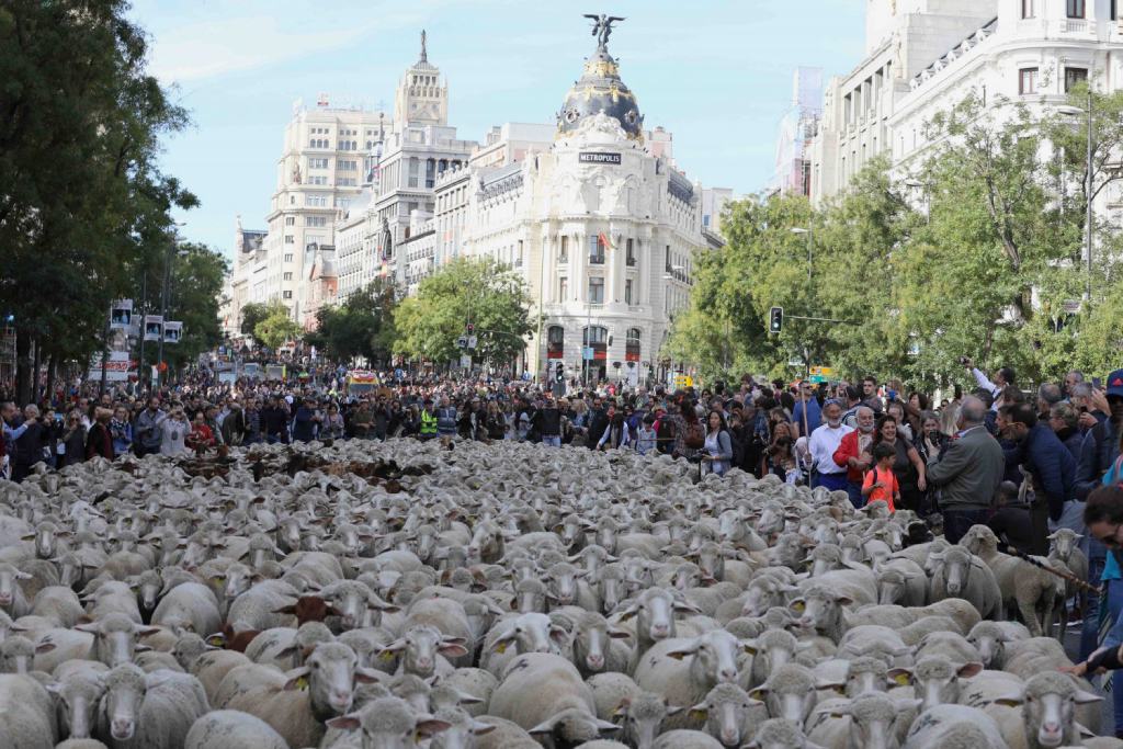 Fiesta de la Trashumancia en Madrid