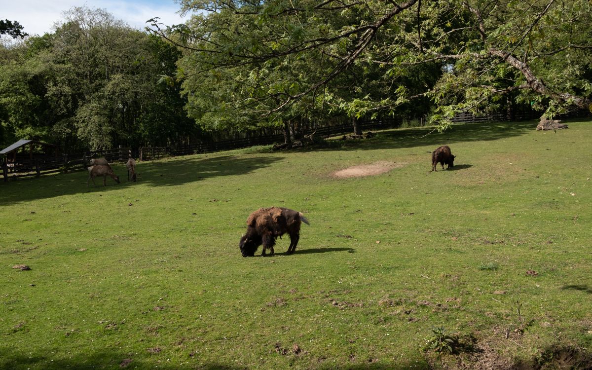 Bisonte en el parque Marcelle, Lugo