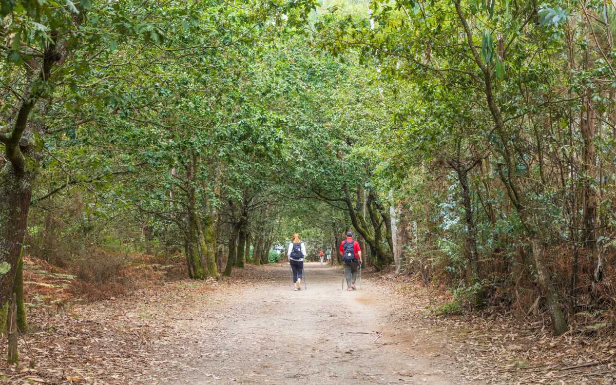 Este Camino de Santiago Francés conduce por numerosos bosques gallegos