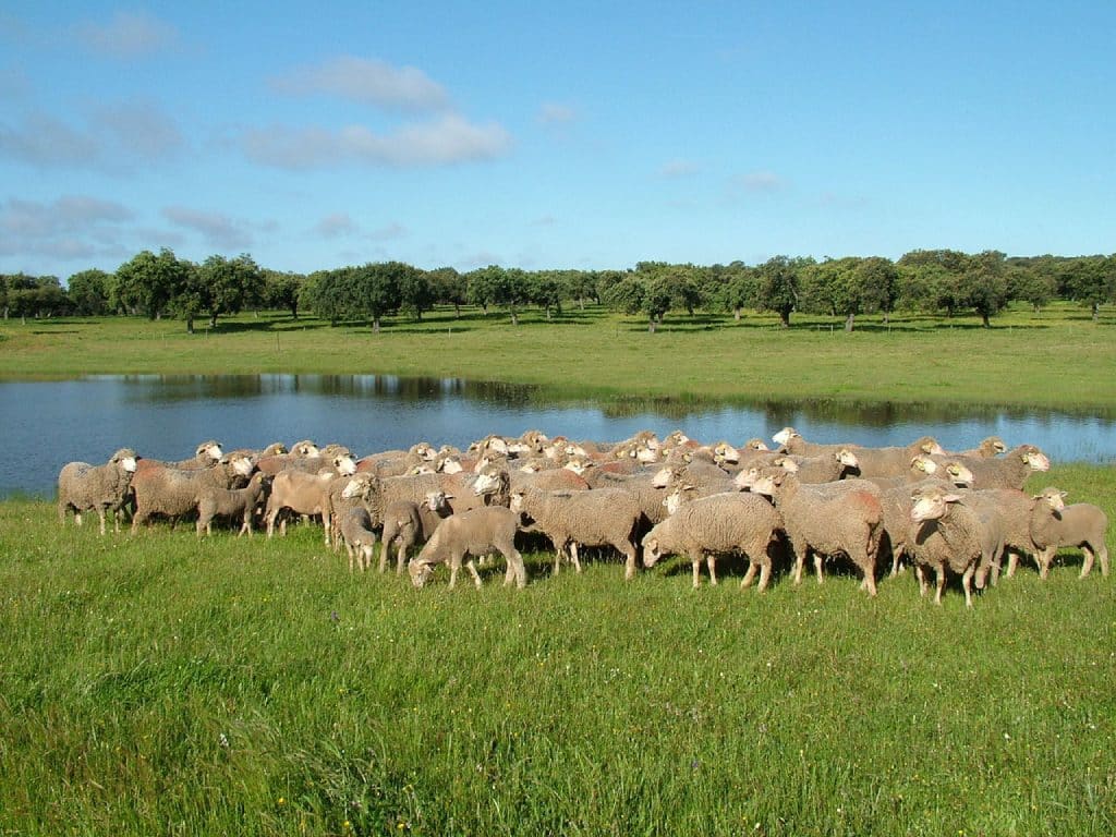 Ovejas merinas en Extremadura