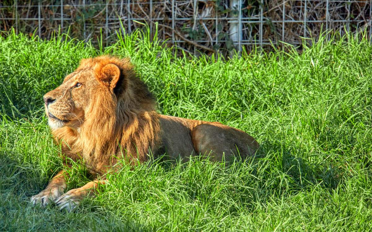 León en Selwo Aventura